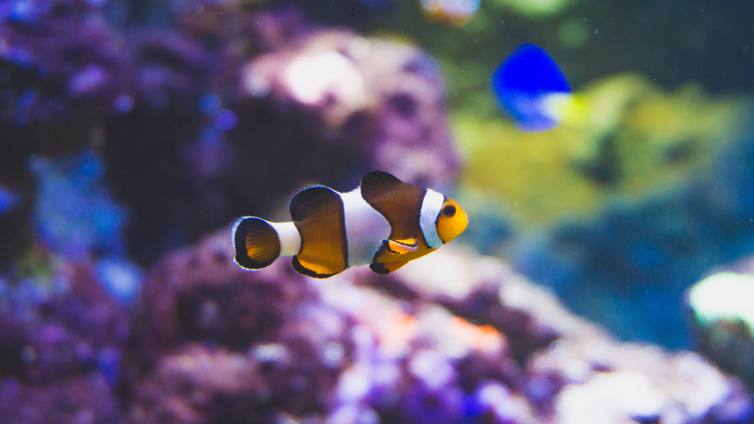 Nemo